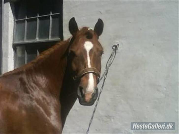 Tysk Sportspony Whysky <3|Mit alt| - her står WhySky uden for før jeg rider ham. han var virkelig sød at ride den dag. så dygtig <3 billede 2