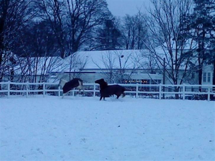 Tysk Sportspony Whysky <3|Mit alt| - ponydreng nyder sneen. <3 billede 4