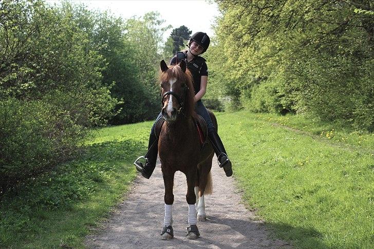 Tysk Sportspony Whysky <3|Mit alt| - drengen med glimtet i øjet. <3 billede 5