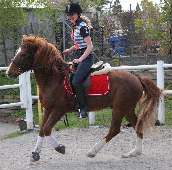 Tysk Sportspony Whysky <3|Mit alt| - jeg ved udmærket at jeg kunne have valgt et bedre billede, hvor han er samlet og jeg sidder bedre, men jeg syntes at det viser lidt hans personlighed og hvor glad jeg er for ham?<3 SPRINGGENER KOMMER FREM billede 6