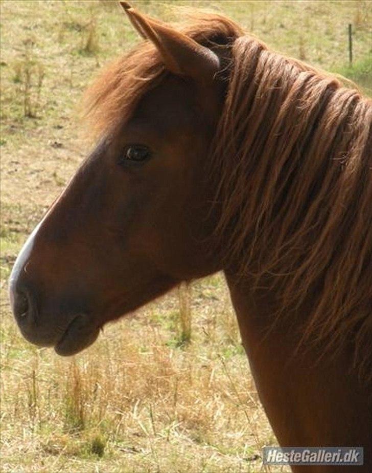 Tysk Sportspony Whysky <3|Mit alt| - Whysen på sommerfold, 2009. Lille nysgerrige bumle. billede 8