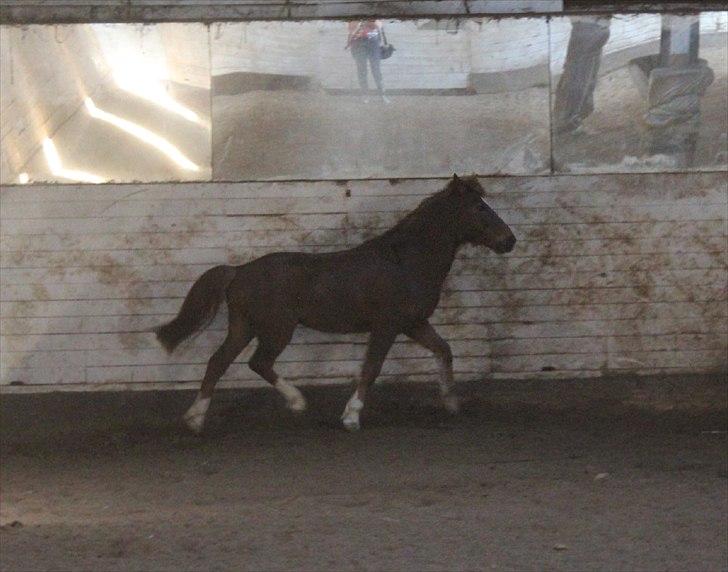 Tysk Sportspony Whysky <3|Mit alt| - Min dejlige dreng i en rummelig trav, i ridehuset. billede 9