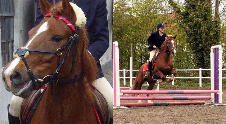 Tysk Sportspony Whysky <3|Mit alt| - Meeeeget gammelt billede, til stævne. Dygtige dreng. Jeg ved godt jeg holder ham stramt over springet, det er også rettet op på. billede 10