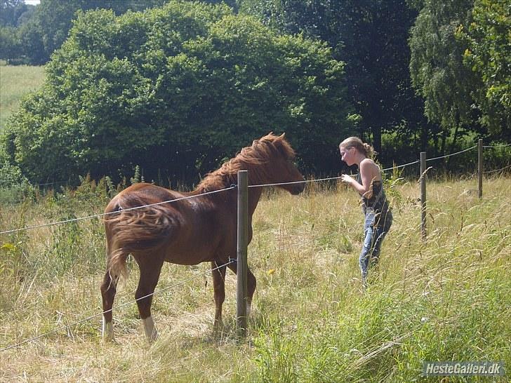 Tysk Sportspony Whysky <3|Mit alt| - You took me to adventure and to love. We two have shared great joy and great sorrow. And now I stand at the gate of the paddock watching you run in an ecstasy of freedom, knowing you will return to stand quietly, loyally, beside me. billede 11