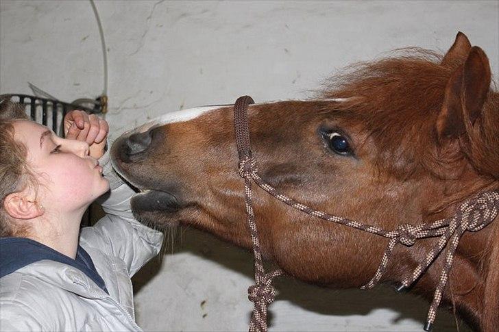 Tysk Sportspony Whysky <3|Mit alt| - du får mig op når jeg føler mig nede! :-) han er bedre til at kysse nu, men er virkelig glad for billedet. jeg elsker dig så højt baby<3 billede 12
