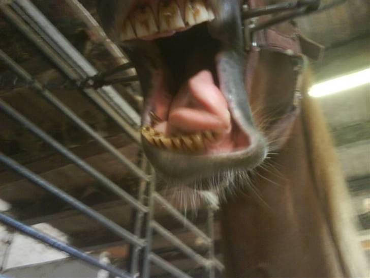 Tysk Sportspony Whysky <3|Mit alt| - Ja, det er så min meget smukke hest............ billede 13