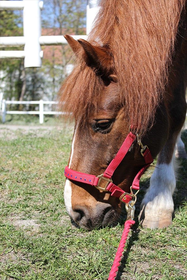 Tysk Sportspony Whysky <3|Mit alt| - Ude at græsse med den skønne. SÅ hyggeligt bare at sole mig imens han bare spiser græs helt afslappet. billede 14