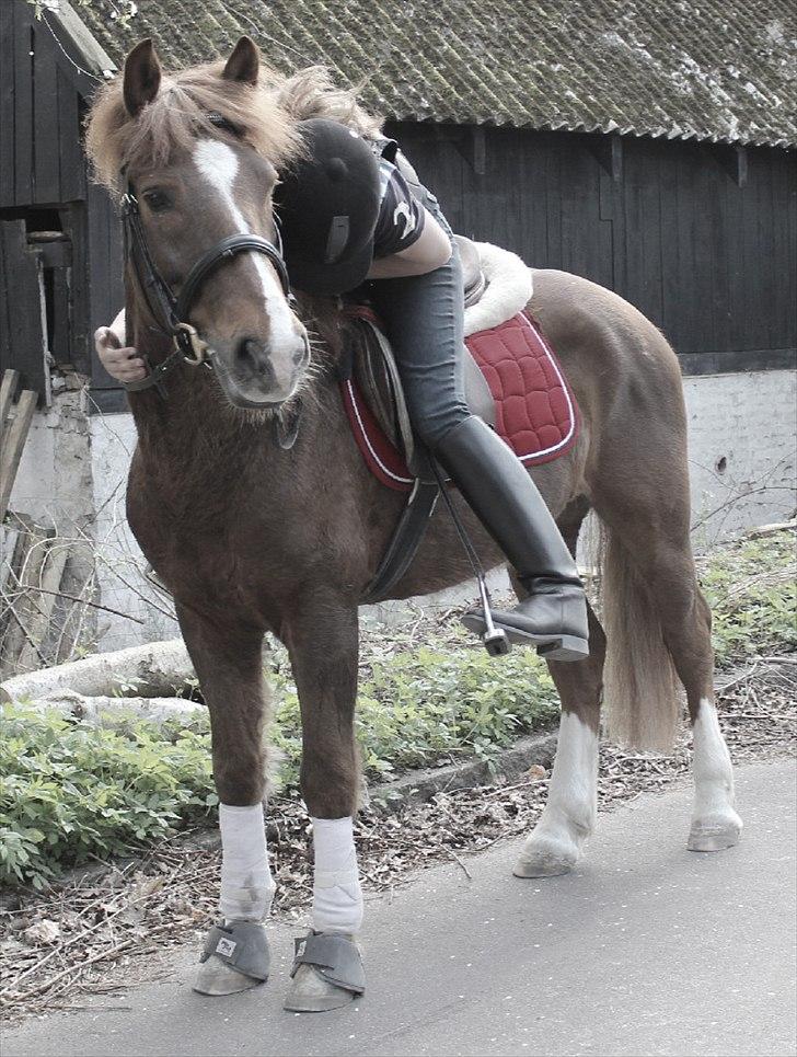 Tysk Sportspony Whysky <3|Mit alt| - Whysky på tur i mosen. Skønne pony-dyr. billede 15