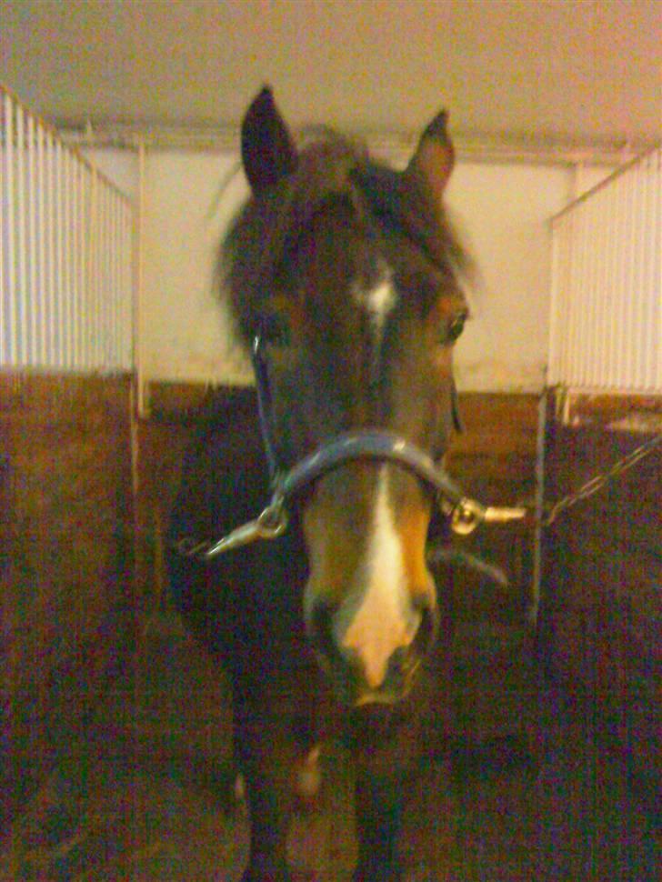 New Forest Isak X part :( - Tykke pony :) billede 1