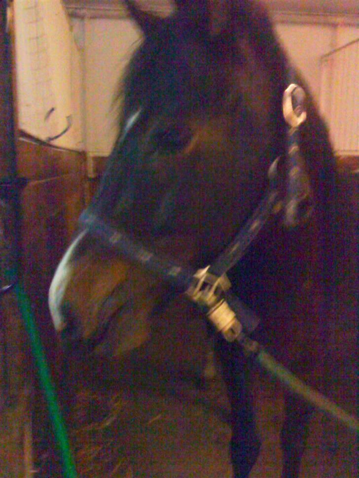 New Forest Isak X part :( - Er der nogen lækre hopper derovre, Isak ? billede 2