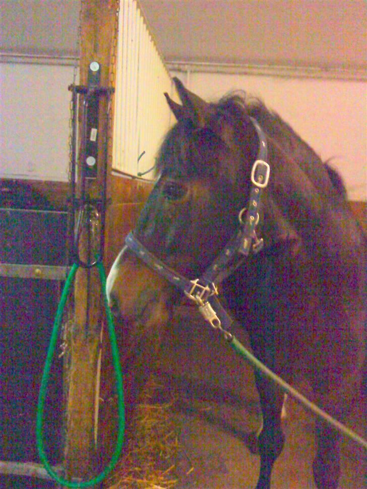 New Forest Isak X part :( - Er der nogen lækre hopper derovre, Isak ? billede 3