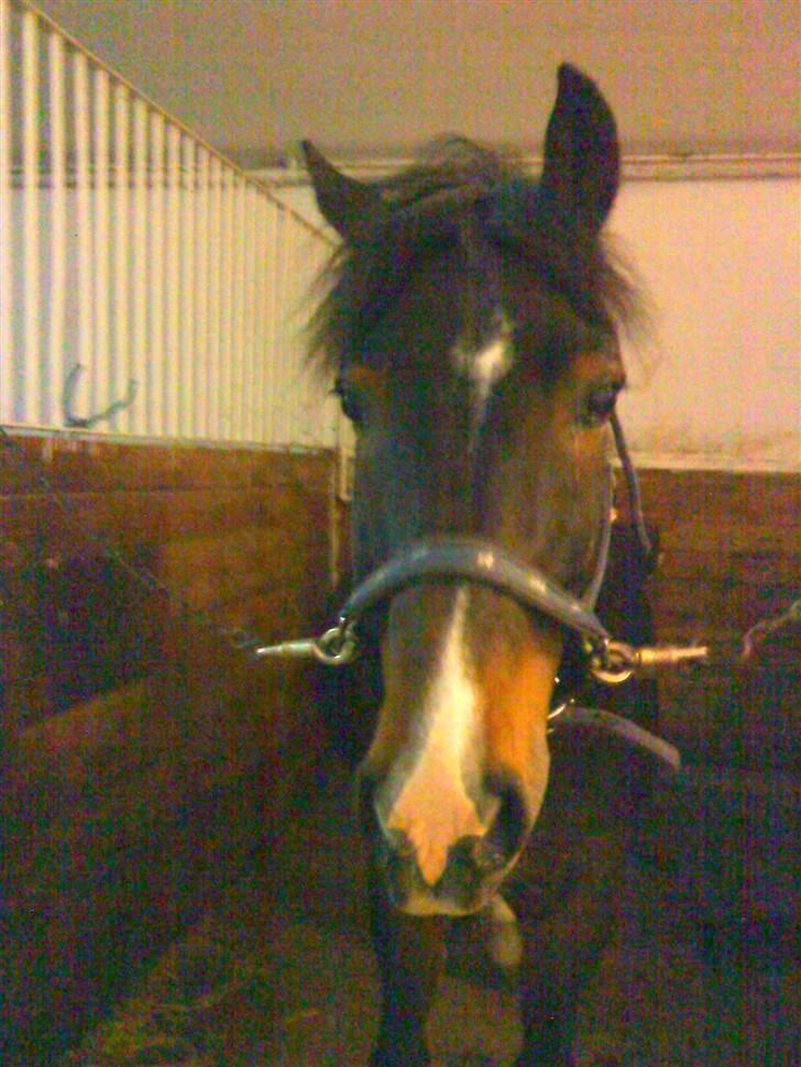 New Forest Isak X part :( - Haløjsovs :D billede 4