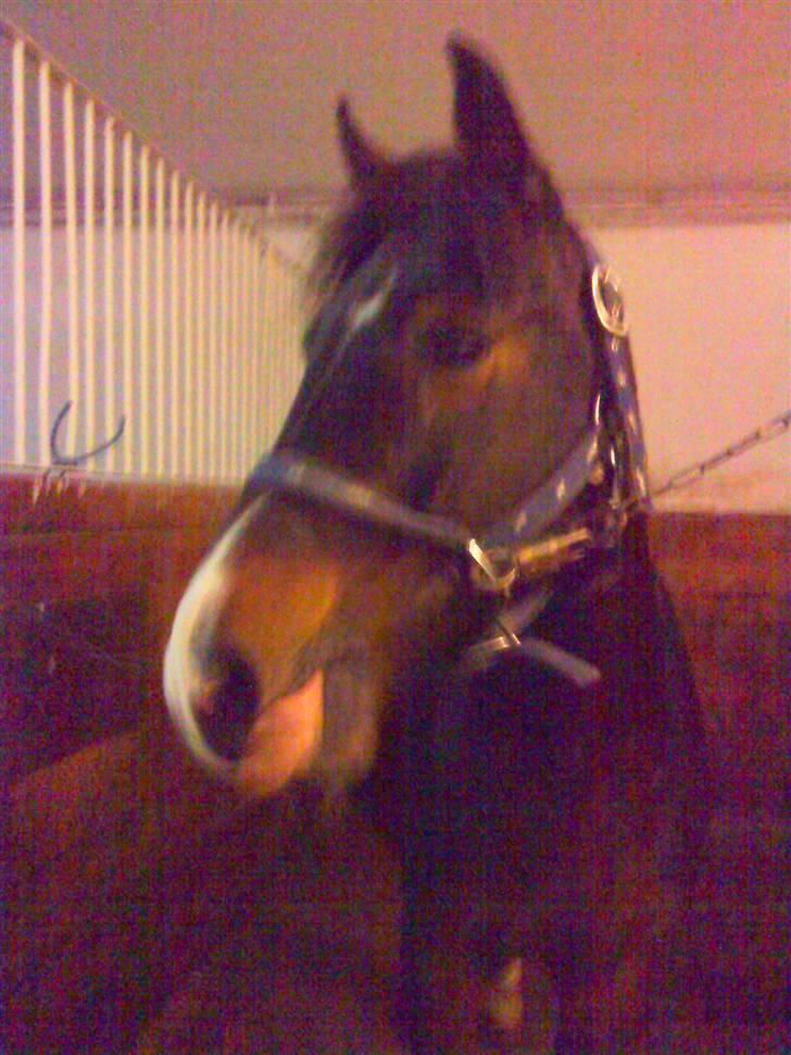 New Forest Isak X part :( - :) billede 5