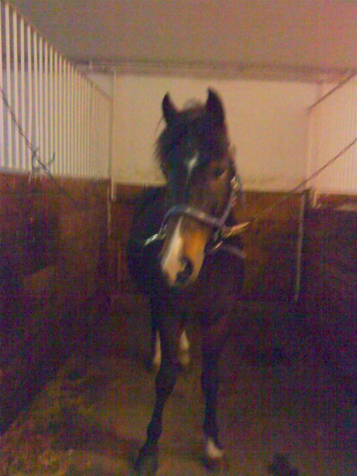 New Forest Isak X part :( - "den der hoppe kiggede lige på mig :D" billede 6