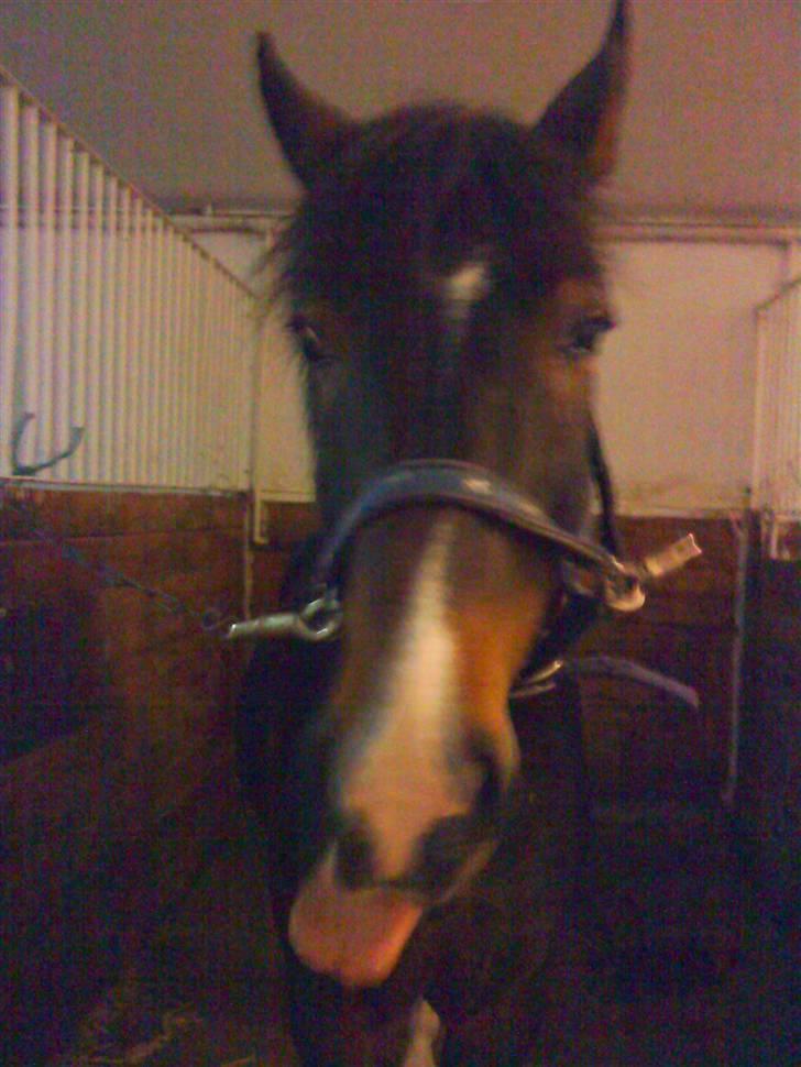 New Forest Isak X part :( billede 7