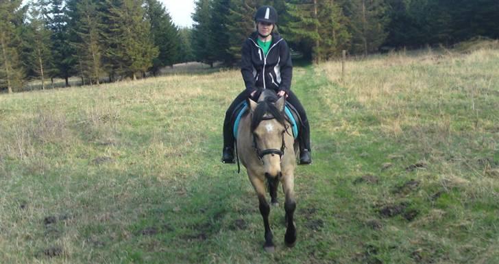 Connemara Salia Maree Manié SOLGT - salia i skoven med mia :) billede 15