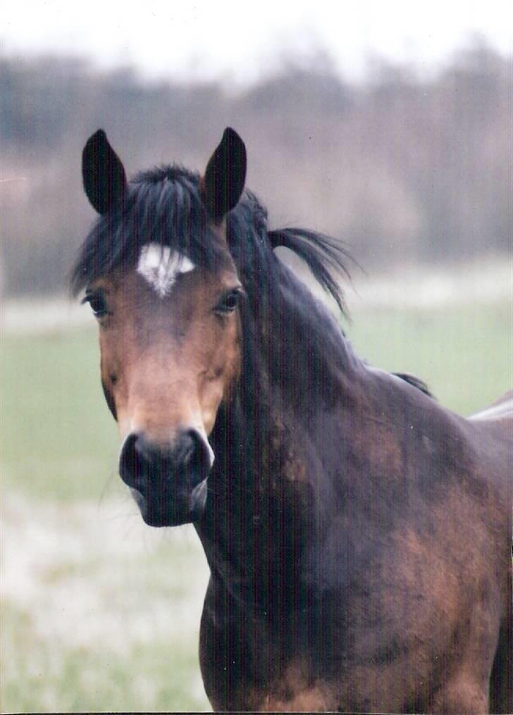 Connemara Susie Magill - Smukke Susie <3 billede 1