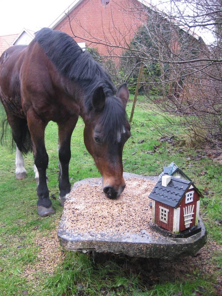 Connemara Susie Magill billede 2