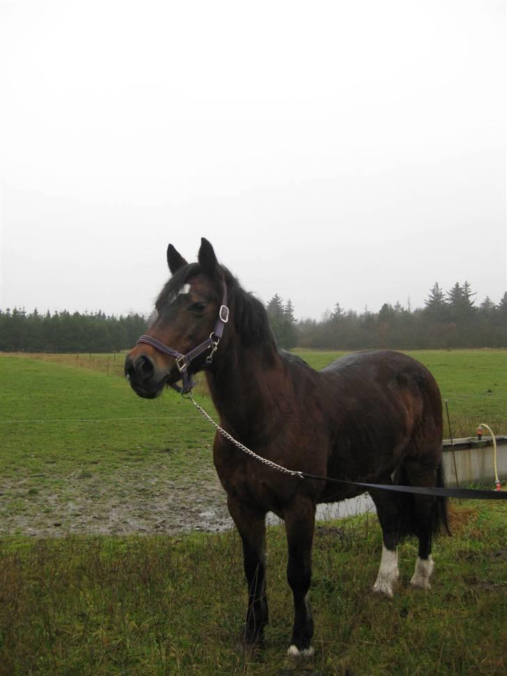 Connemara Susie Magill billede 3