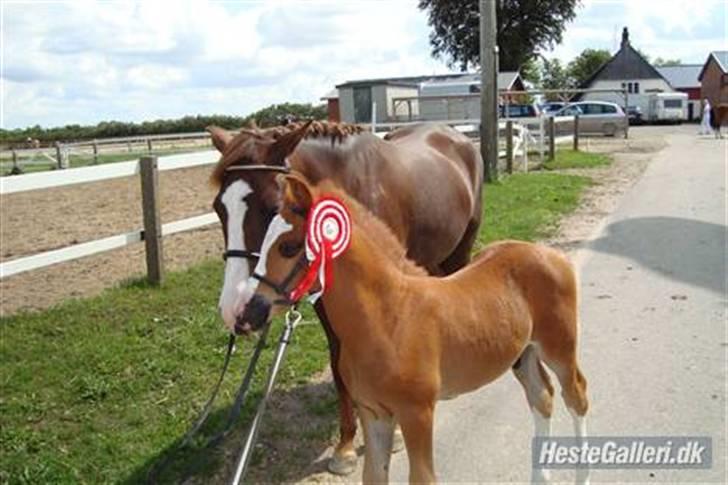 New Forest Chio Chaman billede 14