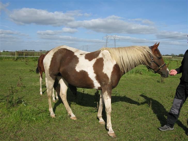 Pinto miss daisi *SOLG* billede 4