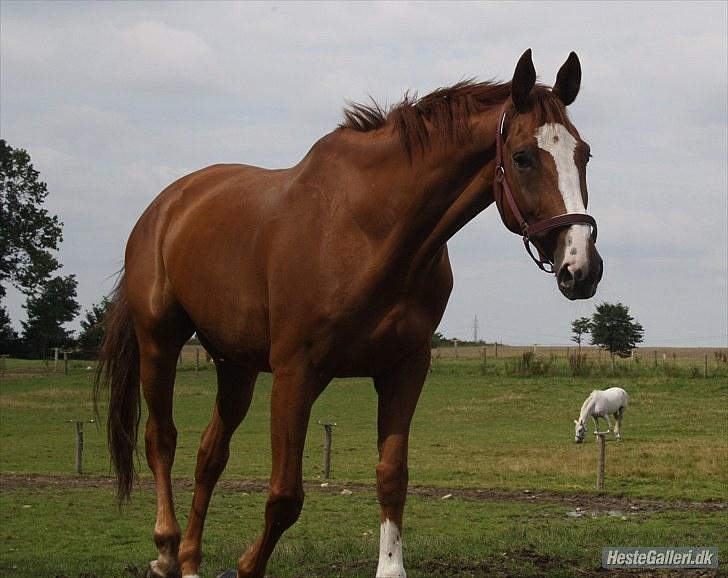 Holstener Clemento 2 - R.I.P :'( billede 2