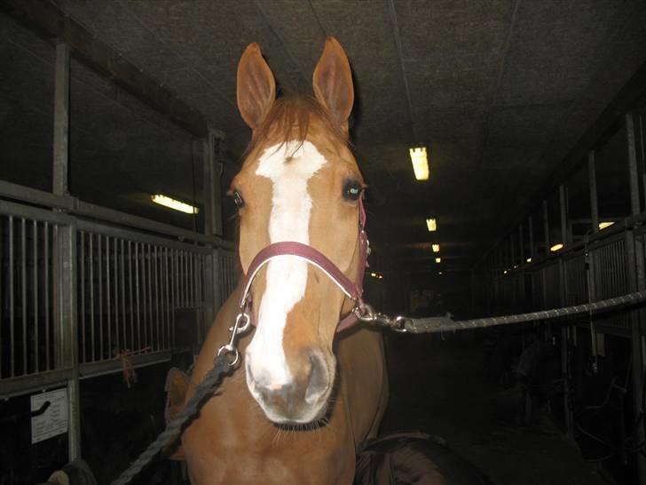 Holstener Clemento 2 - R.I.P :'( billede 5