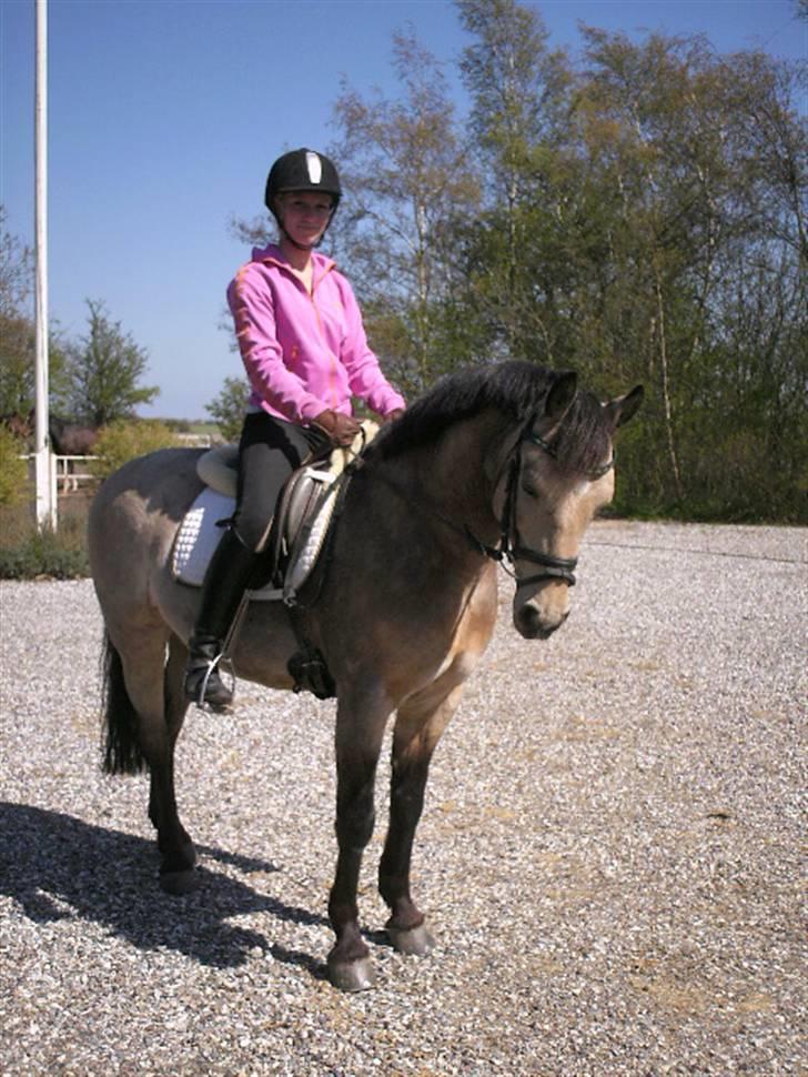 DSP Toojour  billede 15