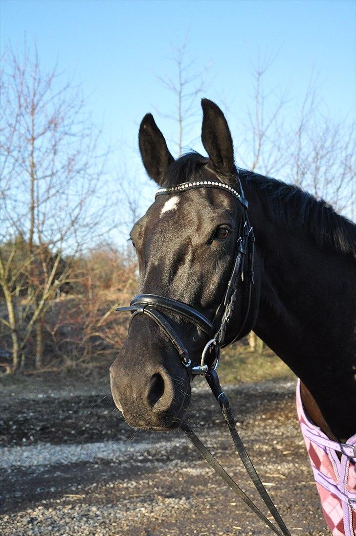 Oldenborg Cassiopeia (TUT) - 8. marts 2011, På tur rundt om skolen!  Foto: www.lvh-foto.dk billede 3