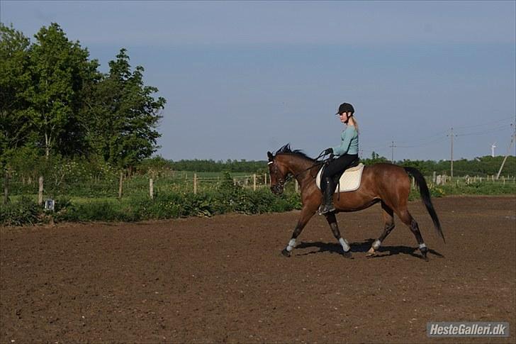 Fuldblod (XX) Ally McBeal  *solgt:'/*<3 - foto: TS-fotografering <3 billede 2