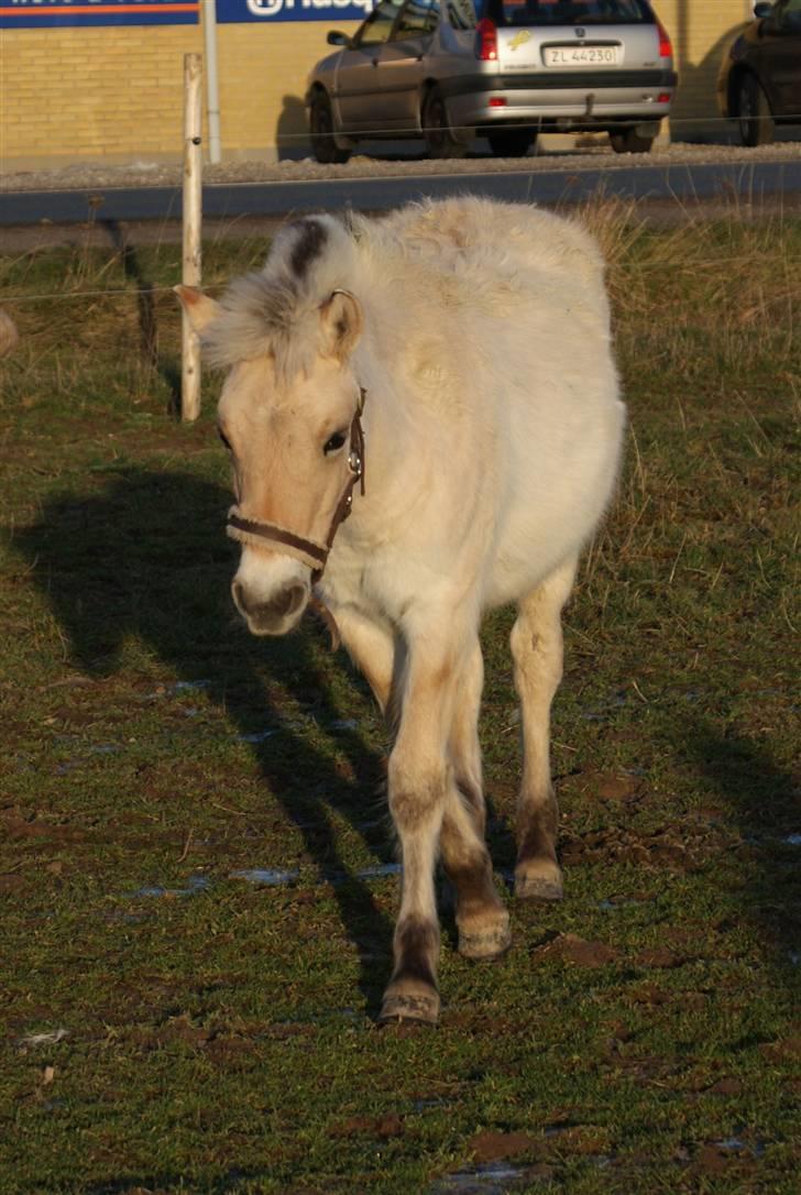 Fjordhest Cirkeline Godthaab billede 9