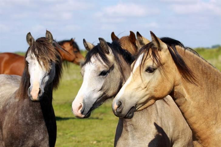 Welsh Mountain (sec A) clausholm jutlandia(L) - Jytte, og hendes veninder ;D billede 3