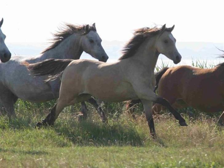 Welsh Mountain (sec A) clausholm jutlandia(L) billede 5
