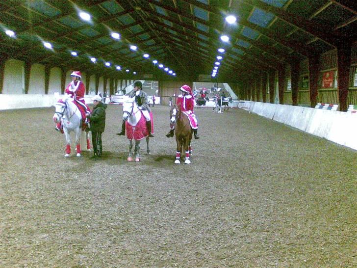 Hollandsk Sportspony Muscari billede 7