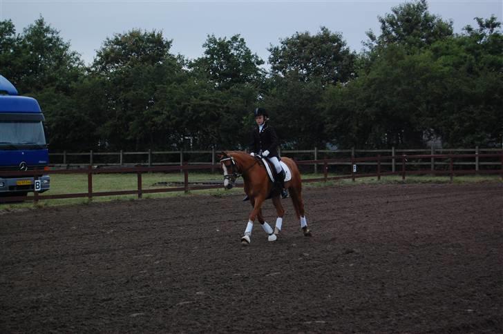 Hollandsk Sportspony Muscari billede 8