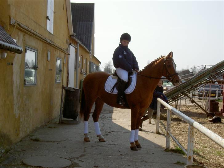 Sportsaraber (A) Cocio † billede 1