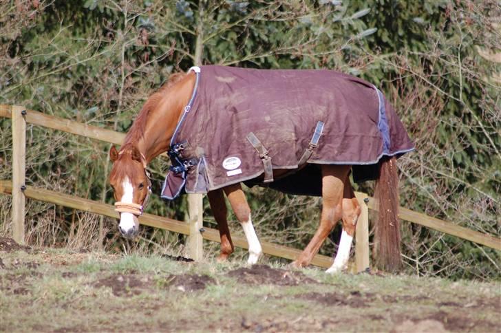 Hollandsk Sportspony Muscari - På fold  :) billede 10