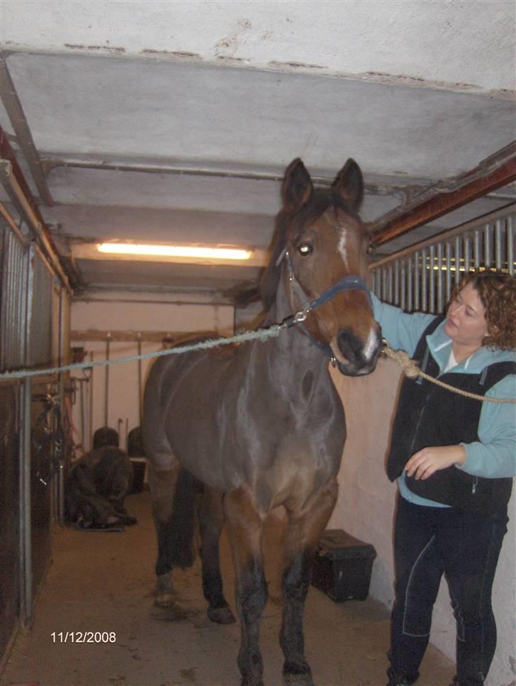 Anden særlig race Mister Gallon  billede 9