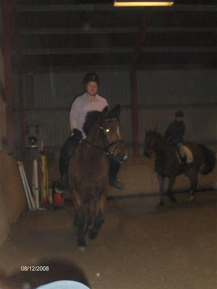 Anden særlig race Mister Gallon  billede 10