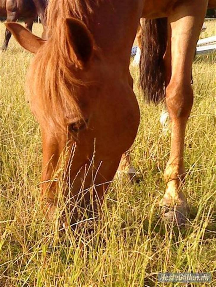 Anden særlig race coco chanel. R.I.P - coco chanel ( saras billede.) billede 1