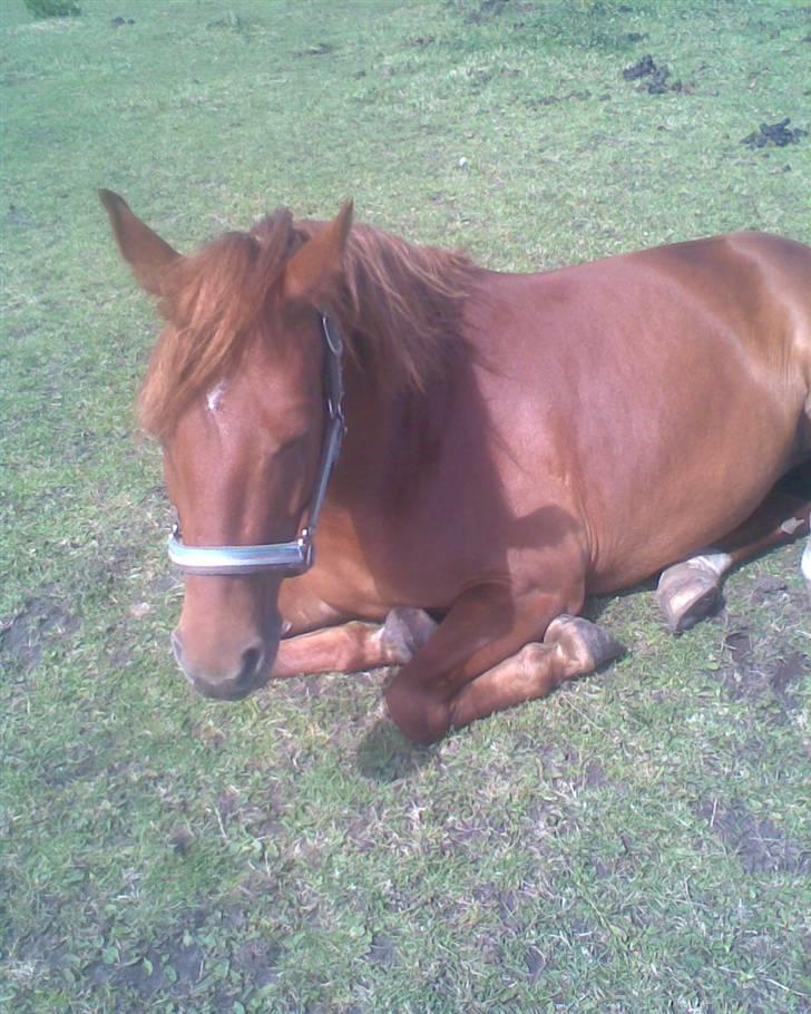 Anden særlig race coco chanel. R.I.P - coco i sommers:D billede 3