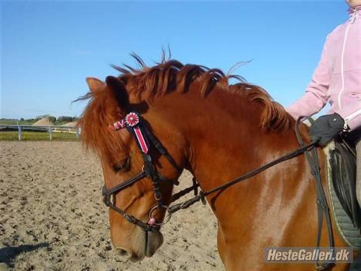 Anden særlig race coco chanel. R.I.P - smukkesen :) billede 7