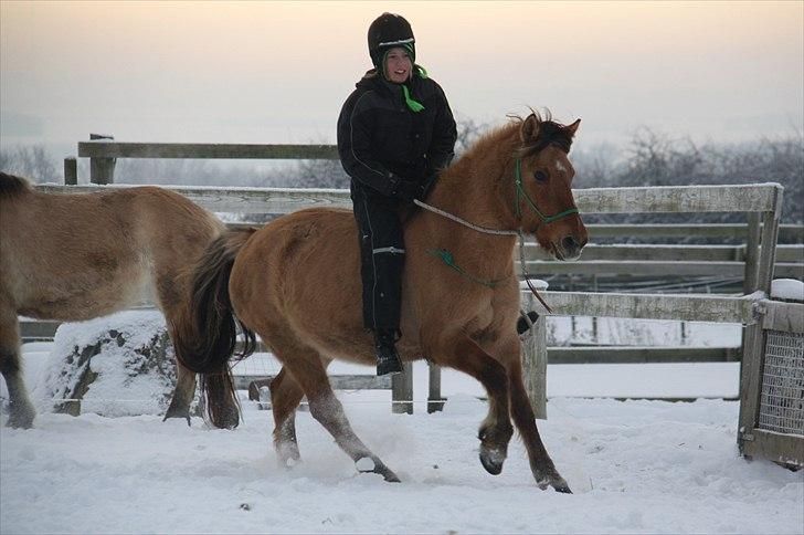 Anden særlig race Karlsbjerggårds Surprise  -  Gallop (: Vi gør det til en leg <3 Fotograf: Ida billede 4