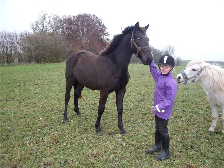 Anden særlig race Bacardi - november 2009 billede 17