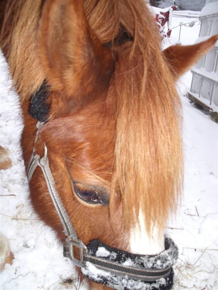 Anden særlig race Bella - januar 2010. billede 10