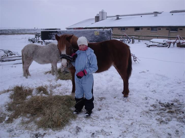 Anden særlig race Bella - januar 2010. billede 11