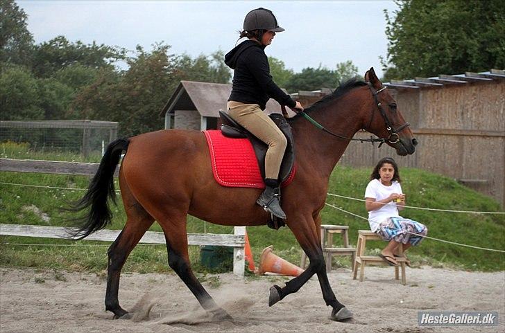 Anden særlig race Indian Pride | Indisk stolthed - Skøøøøøn galop <3.
September 2010(Foto: Simone Them Larsen) billede 5