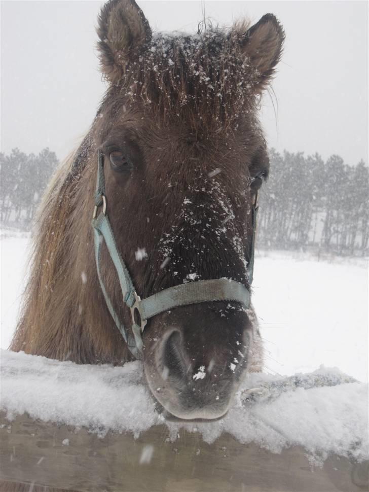 Islænder Trausti <3 tidl. lånehest - sne og trausti billede 12
