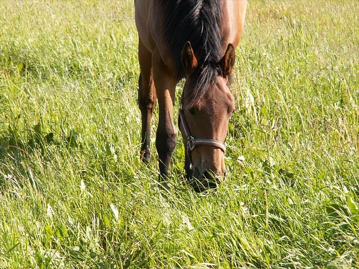 Anden særlig race Mademoiselle Bayonne billede 3