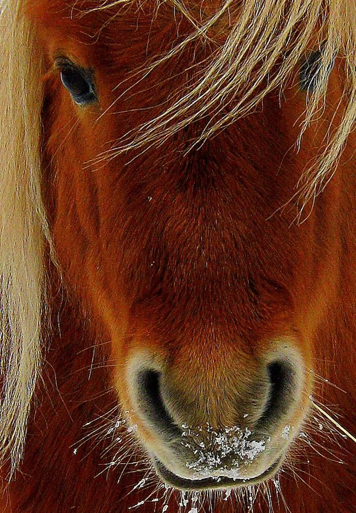 Shetlænder : Jo Jo billede 1